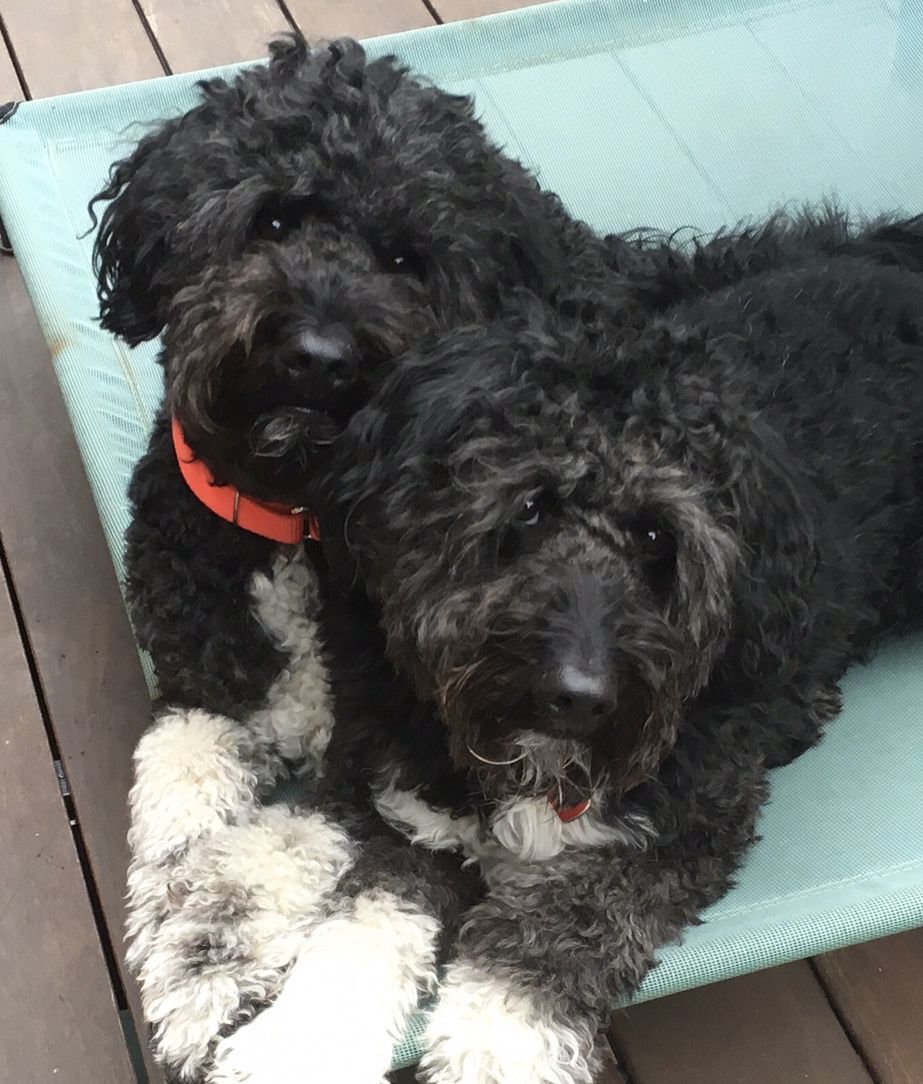 Molly and Zoi